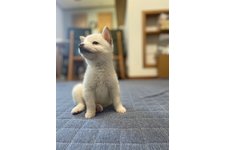 写真49993_3