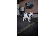 写真50407_1