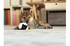 写真50577_2