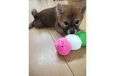 写真50650_2