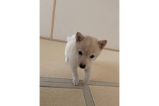 写真51188_1
