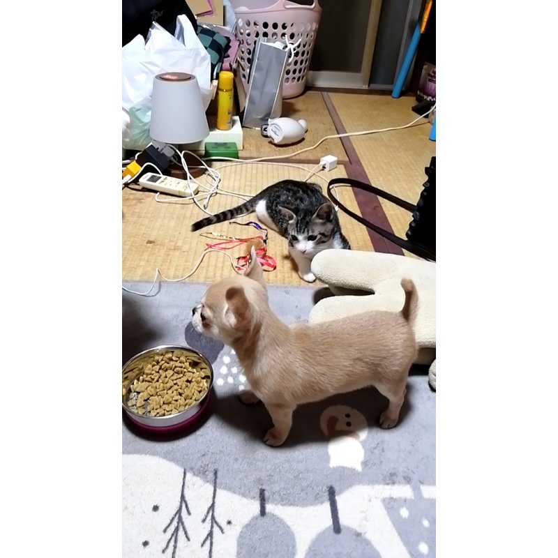 写真51437_1