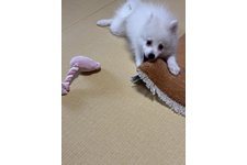 写真51491_1