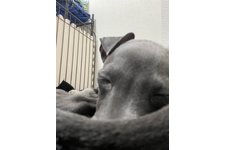 写真51531_1