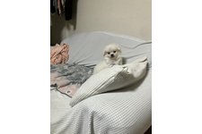 写真51619_4