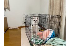 写真52009_1
