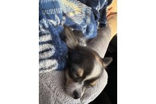 テテの写真2枚目