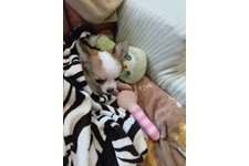 モカの写真1枚目