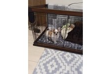 モカの写真2枚目