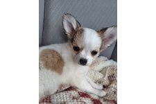 モカの写真3枚目