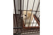 ミルの写真1枚目