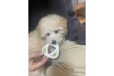 ミルの写真2枚目