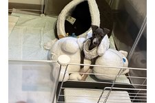 エルマの写真1枚目