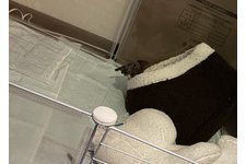 エルマの写真2枚目