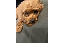 ササミの写真1枚目