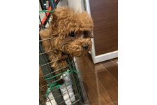 ササミの写真2枚目