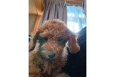 ロンの写真1枚目