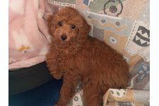 ロンの写真2枚目