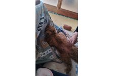 ロンの写真3枚目