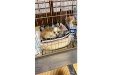 マロンの写真1枚目