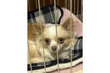 マロンの写真2枚目