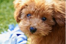 ルイの写真1枚目