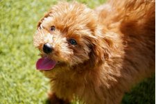 ルイの写真2枚目