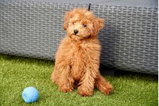 ルイの写真3枚目