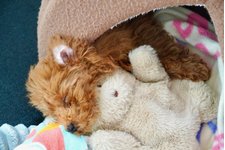 ルイの写真4枚目