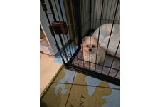 るるの写真1枚目