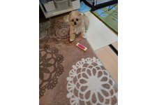 るるの写真2枚目