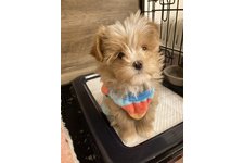 ソフィアの写真1枚目