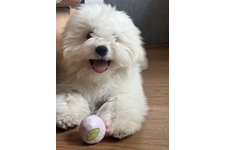 パオの写真1枚目