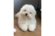 パオの写真2枚目