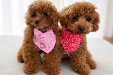 こてつの写真1枚目