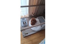 ココの写真1枚目