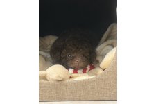 クラウン?の写真1枚目