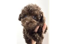 クラウン?の写真2枚目