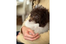 レチェの写真1枚目