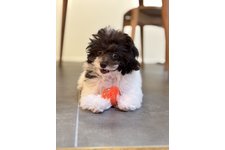 レチェの写真2枚目