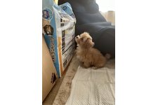 ココの写真1枚目