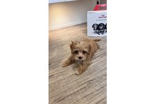 ココの写真2枚目