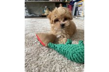 ココの写真3枚目