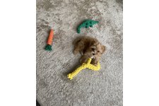 ココの写真4枚目