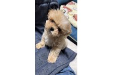 更（さら）の写真1枚目