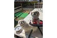 ヘムヘムの写真1