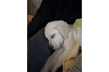 ラブ・シロの写真1