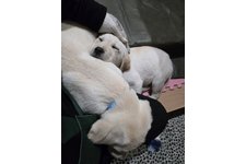 ラブ・シロの写真3