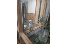 ラブ・シロの写真4