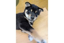 くうすけの写真1